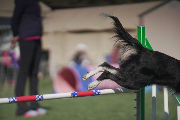 Happy Dog Agility