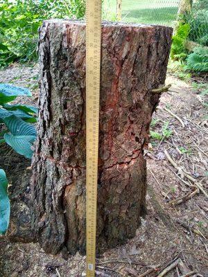 Nearly three feet tall stump, much taller than my myrtle ground cover.