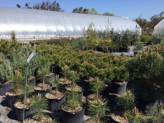 Great selection of Pines!