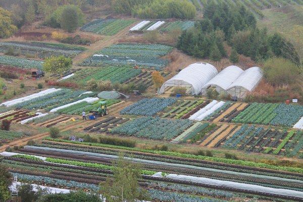 Singing Frogs Farm year-round, intensive, no-till production in late October.