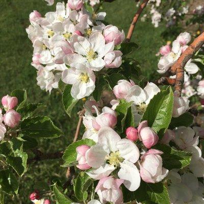 Not from Lagnoer Farms, but from nearby apple orchards