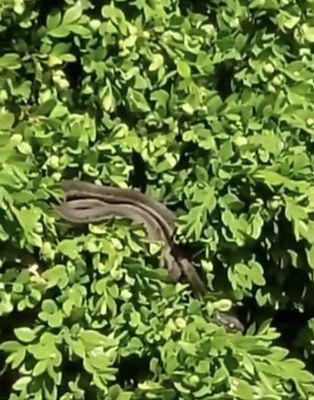 Picture taken 5/5/19. This was in the bushes lining the stairs to the property.