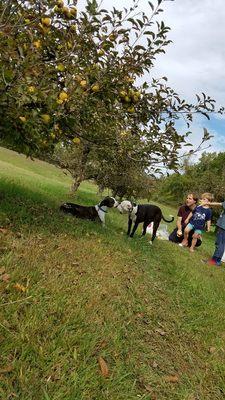 Orchard doggies. Very friendly and we love how they keep us company.