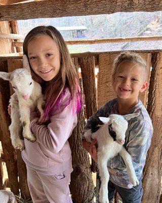 Baby goats!