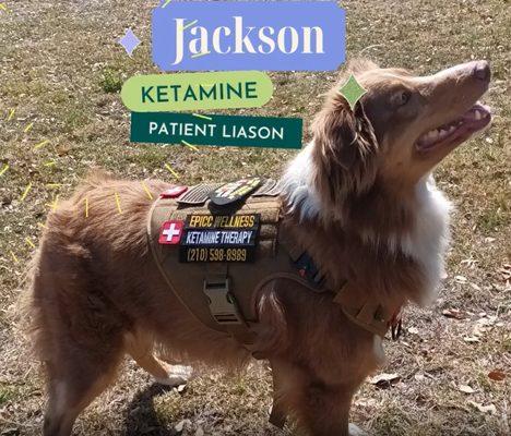 "jackson" our service K9 and patient liason