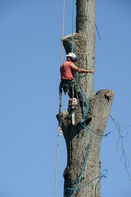 Crouse's Cutting Tree & Landscape Service