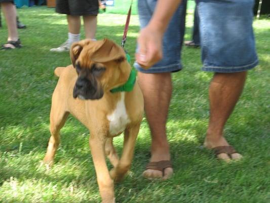 Pride of Pets Dog Show, 2007