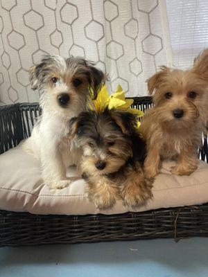 Exotic rare color yorkies