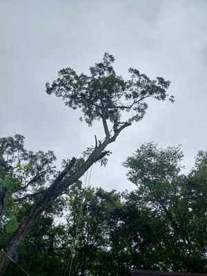 Big pecan removal