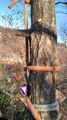 typical tie off for a branch heading to the ground