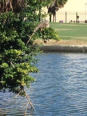 Iggy the Iguana lounging in the trees