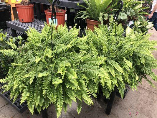 Gorgeous ferns!