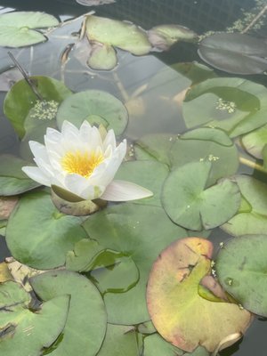 Large Water lily flowered