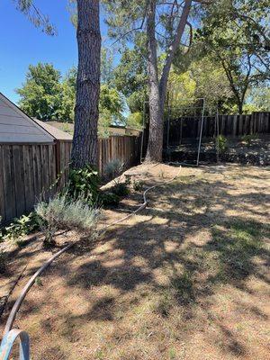 location of trees to remove behind a fence.