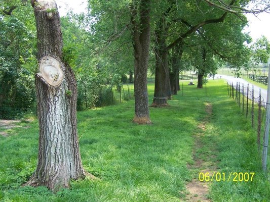 Dog Boarding Walking Area