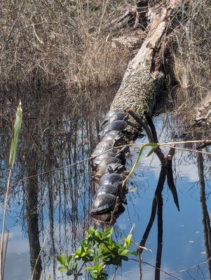 Great Dismal Swamp National Wildlife Refuge