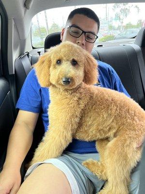 Trixie our Mini Goldendoodle after her spa day.