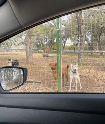 Pongo's pals