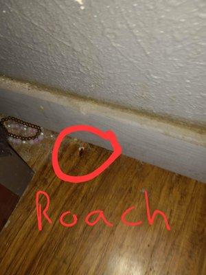 Roaches and grime on the walls