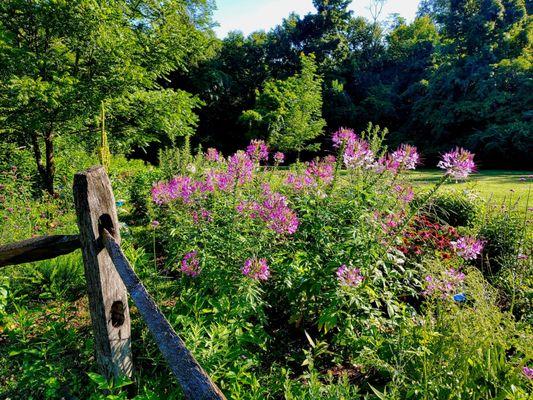 Butterfly garden