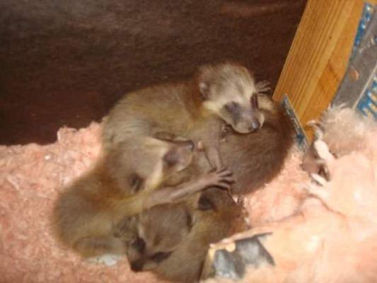 Baby Raccoons nesting in an Attic