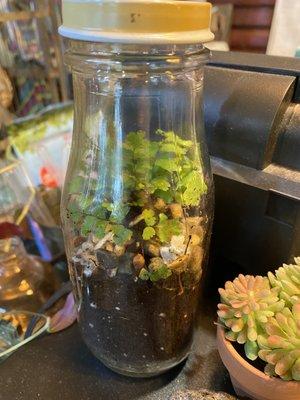 Terrarium idea display in used glass Starbucks bottle