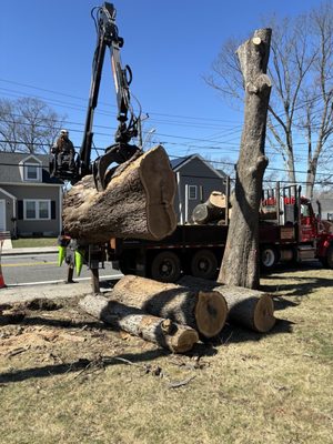 Tree removal.