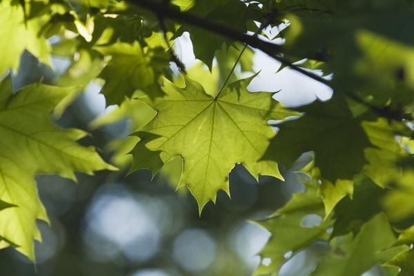 ISA Certified Arborist