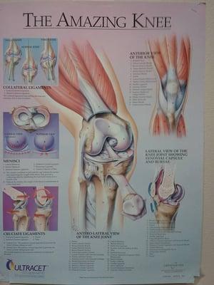 NOT the only source of information about knees in this professionally staffed orthopedic suite.