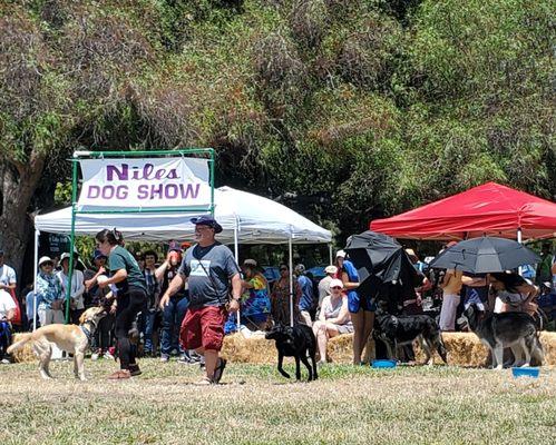 Niles Dog Show