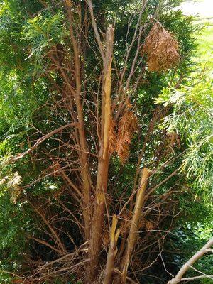 Close up look of the arborvitae that he damaged and wont' replace. Not much left of it.