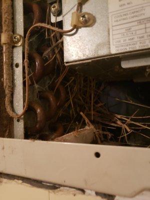 Birds nest in the AC