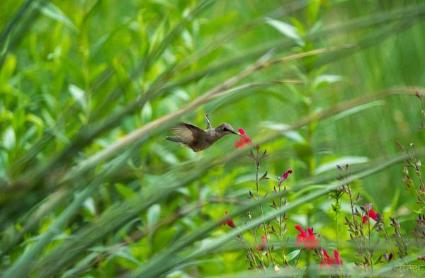 Hummingbird