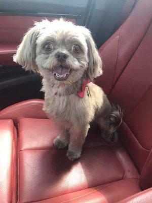 Shih Tzu -9.5 lbs. 3 yrs old. Fresh cut!