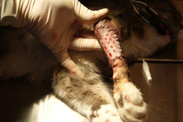 Skin Grafting Procedure performed at Methow Valley Veterinary Hospitial