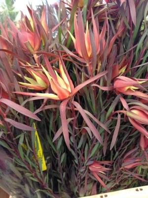 Leucadendron at Fleurametz.