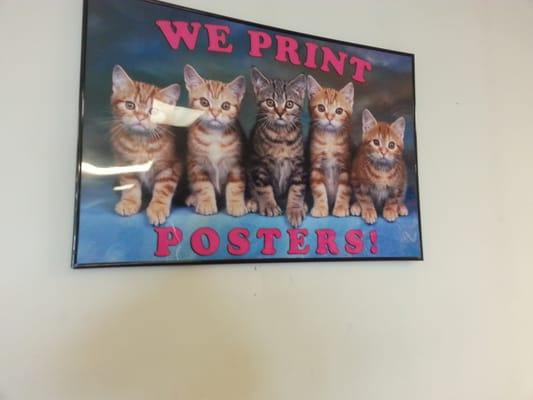 Kitten posters..