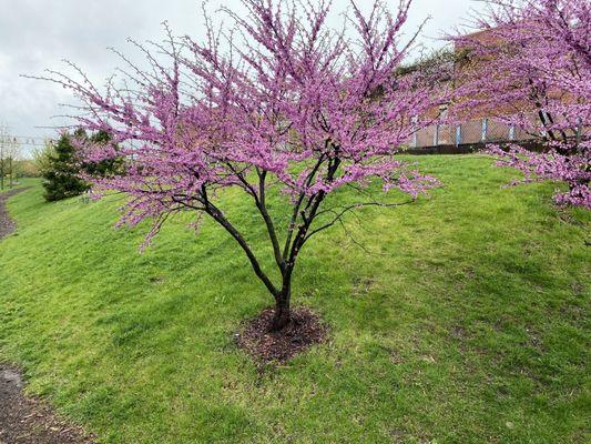 Redbuds on Winnslie Parkway