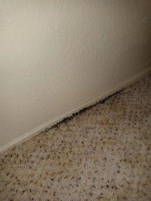 The mold that has started taking over the carpet in my kids' closet. Picture taken 10/23/2022