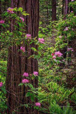 Lady Bird Johnson grove, Humboldt County, California