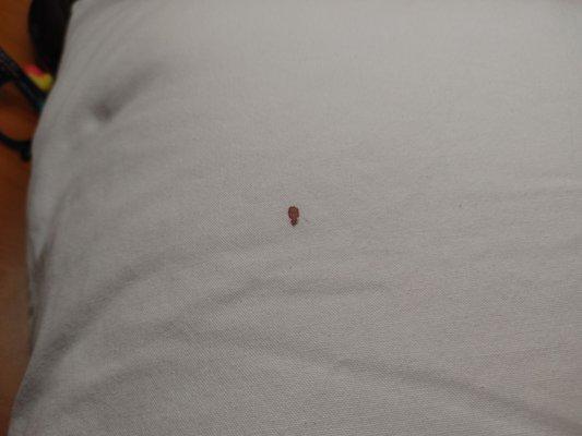 Red Blood stain on my new pillow