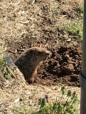 Woodchuck