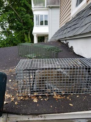 Wildlife Removal St. Louis