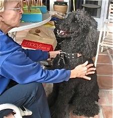 Alphie, the friendly Poodle