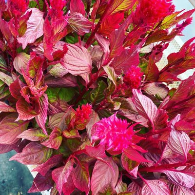 Celosia 2 for 1