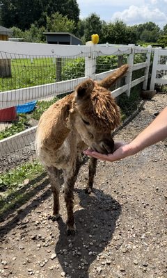 Friendly alpaca