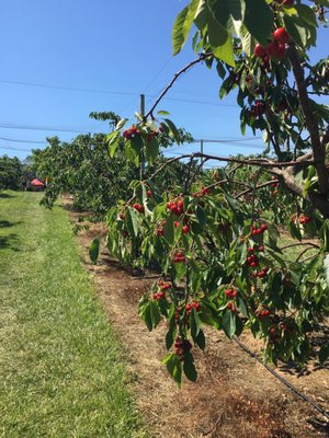 Cherry picking