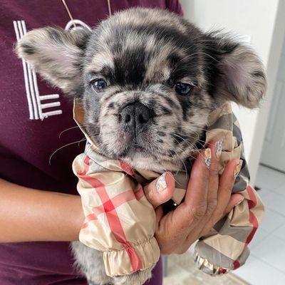 Merle fluffy french bulldog puppy boy