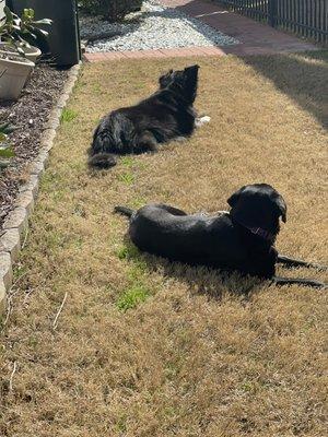 Enjoying their outside on a nice sunny day.