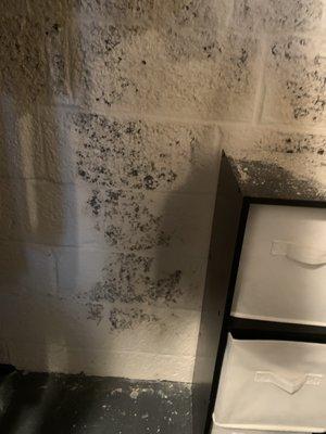 Basement walls mold!! They painted over it and the paint is falling down and you can see what's behind the paint.